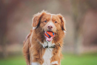 Dog Fetch Ball Medley, Medium, 3 Pack, Ultra, Rugged Balls Included