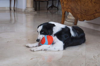 Indoor Fetch Fumbler Dog Toy (9.5 Inch), Orange and Blue