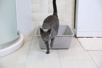 Open Cat Litter Box, Extra Large Nonstick Litter Pan Durable Standard Litter Box, Mouse Grey Great for Small & Large Cats Easy to Clean, Made in USA